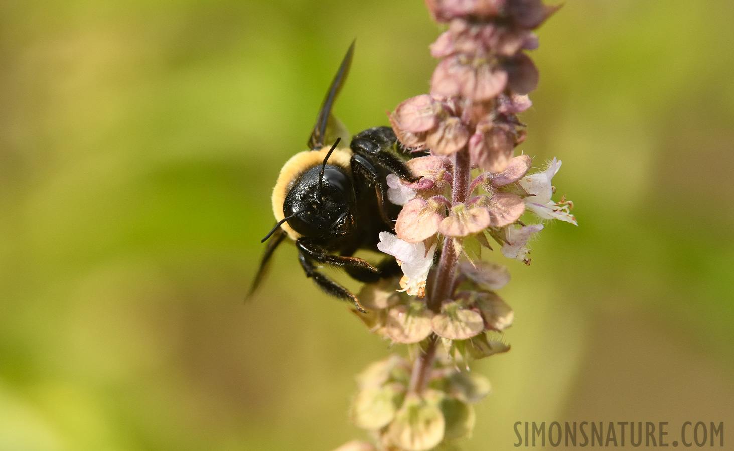 Xylocopa virginica [400 mm, 1/1000 Sek. bei f / 9.0, ISO 1600]